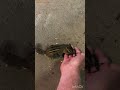 Chipmunk feast in my hand!! (Captions on bottom of video)😊🐿