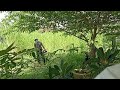 កាត់ស្មៅចំការ_Cutting the grass in the farm