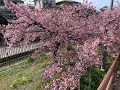 vol.150 淀水路の河津桜