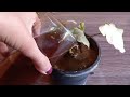 Tea Leaves Fertilizer For Plants | Best Organic Liquid Fertilizer For All Plants #liquidfertilizer