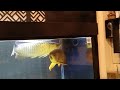#monstar #fish #shortvideo