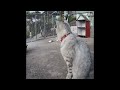 😂😹 New Funny Cats and Dogs Videos 🐕🐶 Funny Animal Videos #15