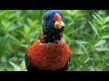 Beautiful birds singing - Relaxing piano music & beautiful birds to relieve stress, study, research