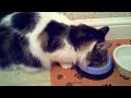 Feeding The Cat