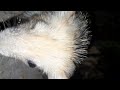 cute hedgehog