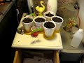 Ravenplume Garden 2022 - Initial Things to Grow This Year