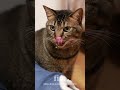 猫のちゃい3歳の誕生日記念お祝い動画 cat movie munchkin Chai 3nd birthday