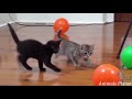 Cute Cats & Kittens Cute Moments Compilation