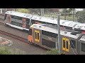 An Emu at Westmead