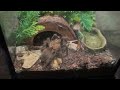Feeding my tarantula! (LIVE FEEDING)