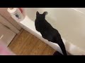 Oreo falls in bath tub with water in it