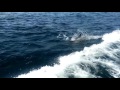 Dolphins!!!