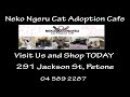 Christmas Shopping Showcase - Neko Ngeru Cat Adoption Cafe