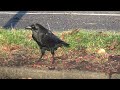 Crow and Egg