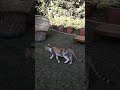 4 pretty kittens playing like crazy!!(1)