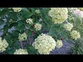 Quick check-in on my Little Lime Hydrangeas - Late August '23