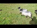 Shepherding Fail