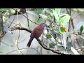 大彎嘴唱歌/Black-necklaced Scimitar Babbler calling