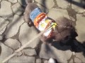 トイプードル.シルバー・アンバーと四季の森公園のジャンボ滑り台 Toy poodles in Shiki-no-mori Park & jumbo slide