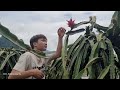 Taking care of the corn garden and harvesting guava and dragon fruit for sale. Binh's daily life