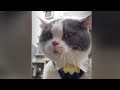 Funniest Animals 2024 😂 Best Funny Cats and Dogs 😻🐶  | Cute Baby Cats🤣