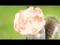 Funny Squirrel