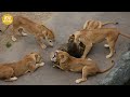 The Most Brutal Battles In The Animal Kingdom | Animal Fight