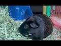 Chewing Sounds Of A Guinea Pig Eating Hay - June 16, 2024