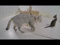 New Funny Cats and Dogs Videos 😸🐱 Funny Animal Moments 2024 🤣