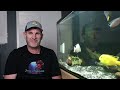 Pros and Cons of African Cichlids Part 1