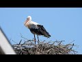 White storks in Denmark Saksborg 26 juni 2024