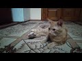 Cat vs. Mouse Battle Movie (Director's Cut)