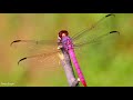 10 Most Beautiful Dragonflies In The World