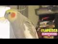 Quincy Talking Cockatiel #cutebird #birdslover #cockatiel #parrots #birds