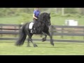 FRIESIAN STALLION 