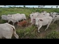 FUI MONTADA BANHAR NO RIO XINGU! Muita diversão.