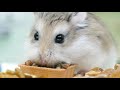 Hamster Mukbang ASMR - Starring Rocket and Brimley