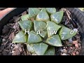 Best types of succulent plants for terrariums (with names)