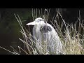 Adult Great Blue Heron At Rest