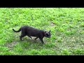 Two Against One! Cats Hide & Seek Game #cat #animal #catlover #nature #animals #gameplay #viral