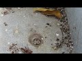 Australian Paper Wasp Dead Wasp moving body of deceased wasp, part 1