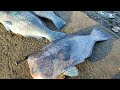 Ikan Angke ( Bumphead Parrotfish) Tangkapan Nelayan Berukuran Besar