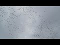 Thousands of Canadian Geese over New Brunswick