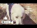 Hannah the dog 🐕 [Arizona vlog]미국에 사는개