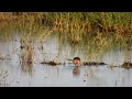 Břehouš černoocasý, Black-tailed Godwit, Uferschnepfe, Grutto,  Barge à queue noire