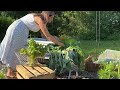 #4 Improving my VEGETABLE GARDEN - Ways to HARVEST MORE I Edible Backyard Series