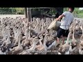Farm Life | Take care of baby geese, feed the geese, geese love to eat grass and swim