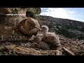 Putting cameras inside the nest of birds of prey and how parents feed the chicks