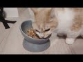 初めて猫缶を食べた子猫の反応