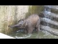 Elefantenbaby geht baden im Zoo Hannover